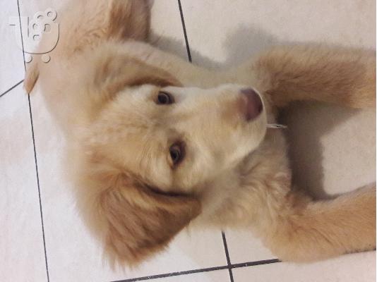 PoulaTo: Χαριζεται ημιαιμο golden retriever